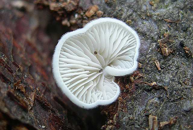 Funghi di frontiera